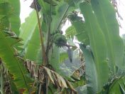 063.jpg - 2018:09:11 01:05:30