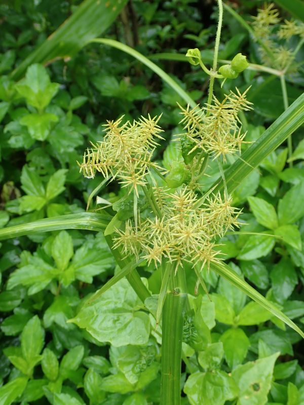 Viewing photos→2018→2018-09-11→067