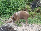 070.jpg - 2018:09:11 01:11:02