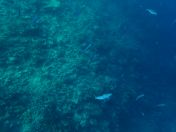 004.jpeg - 2018:09:11 20:52:07