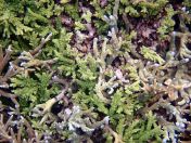 061.jpeg - 2018:09:11 21:17:26