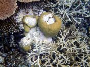 065.jpeg - 2018:09:11 21:20:11