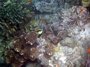 084.jpeg - 2018:09:11 22:31:48