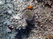 110.jpeg - 2018:09:11 22:45:28