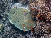 114.jpeg - 2018:09:11 22:46:09