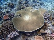 121.jpeg - 2018:09:11 22:48:10