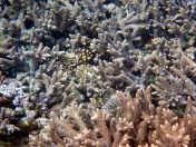 135.jpeg - 2018:09:11 22:58:03