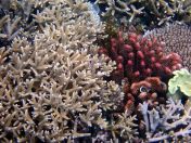 136.jpeg - 2018:09:11 22:58:30