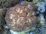 138.jpeg - 2018:09:11 22:59:21