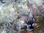 155.jpeg - 2018:09:11 23:05:11