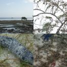 2018-09-14 - 2018-09-16<br/>
<b>Coastal Malolo, Fiji</b>
