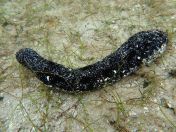 26.jpg - 2018:09:15 04:32:22