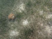 35.jpg - 2018:09:16 02:52:53