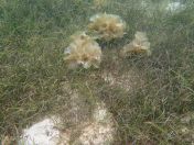 36.jpg - 2018:09:16 02:53:54