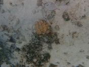 39.jpg - 2018:09:16 03:08:32