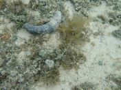 42.jpg - 2018:09:16 03:17:43