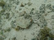 44.jpg - 2018:09:16 03:19:03