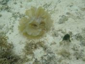 45.jpg - 2018:09:16 03:19:14