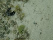 50.jpg - 2018:09:16 03:23:19