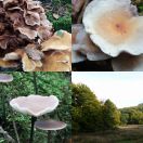 2018-10-07<br/>
<b>Bidstrup Skovene, Sjælland, Denmark</b>
