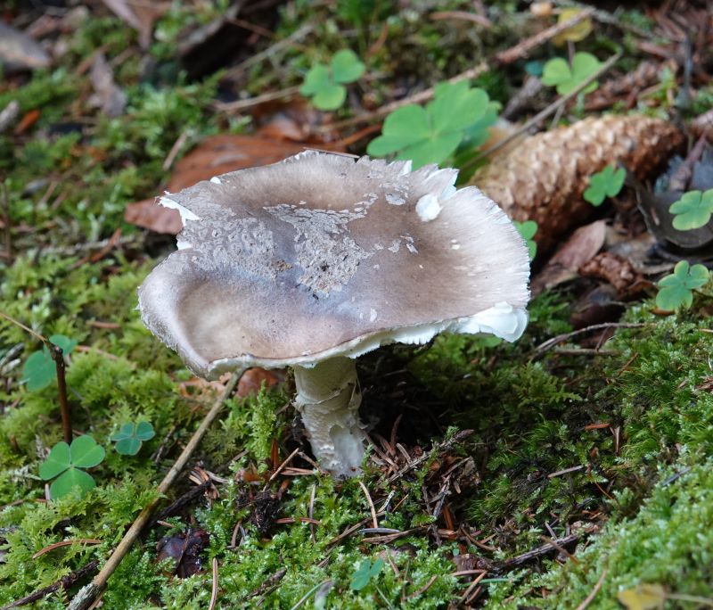<i>Amanita</i> (amanita mushrooms)