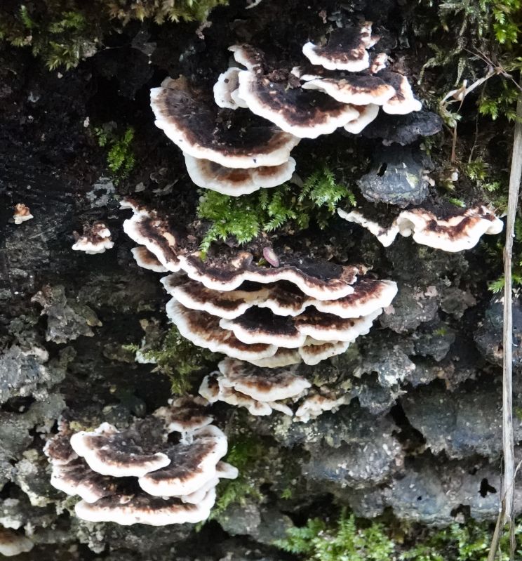 <i>Trametes versicolor</i> (turkey-tail)
