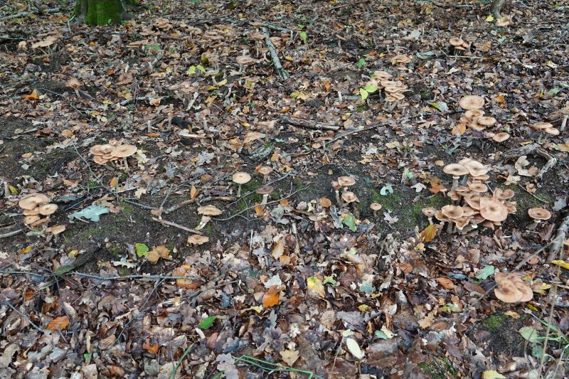 <i>Armillaria mellea</i> (Honey Mushroom)