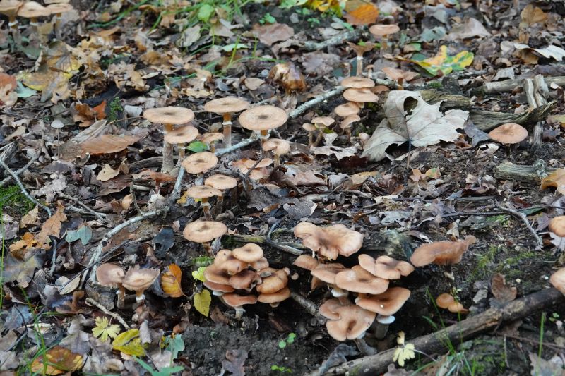 <i>Fungi</i> (Fungi Including Lichens)