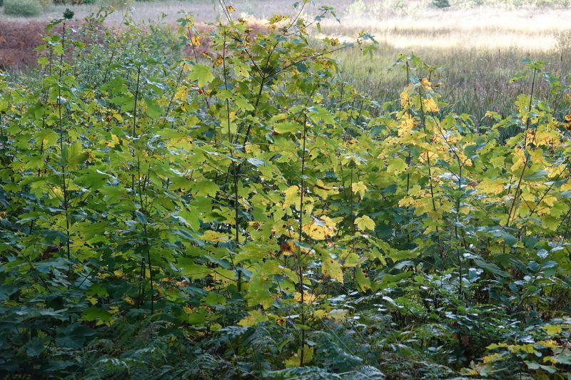 Viewing photos→2018→2018-10-07→33