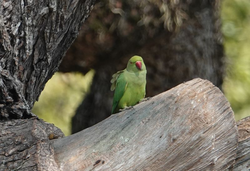 <i>Psittacula krameri</i> (Rose-ringed Parakeet)