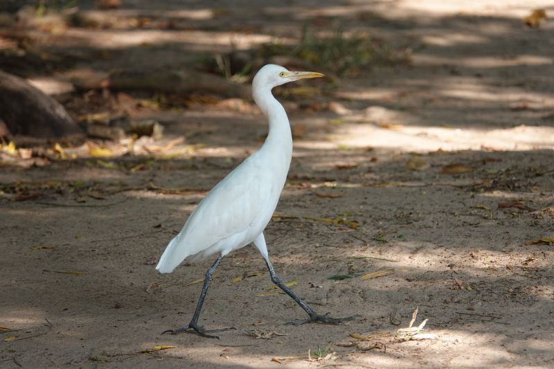 <i>Bubulcus ibis</i> (Cattle Egret)
