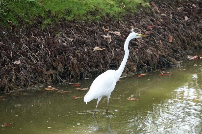 <i>Ardea alba</i> (Great Egret)