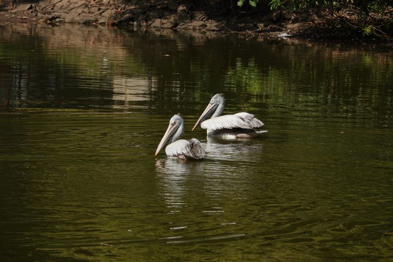 <i>Pelecanus philippensis</i> (Spot-billed Pelican)