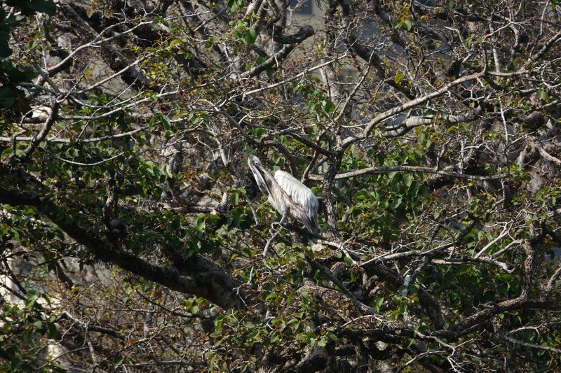 Viewing photos→2019→2019-01-31→108