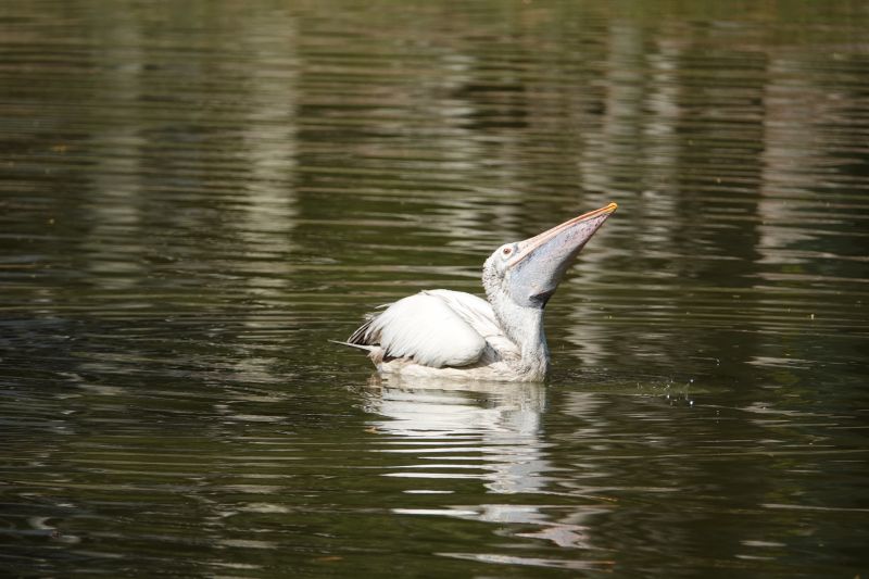 Viewing photos→2019→2019-01-31→109