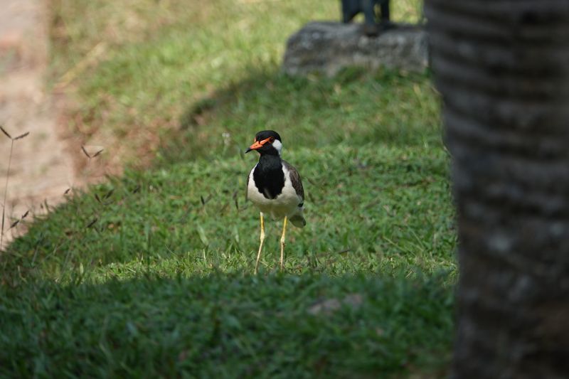 <i>Vanellus indicus</i> (Red-wattled Lapwing)