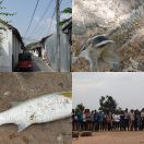 2019-02-02<br/>
<b>Galle (ගාල්ල), Sri Lanka</b>
