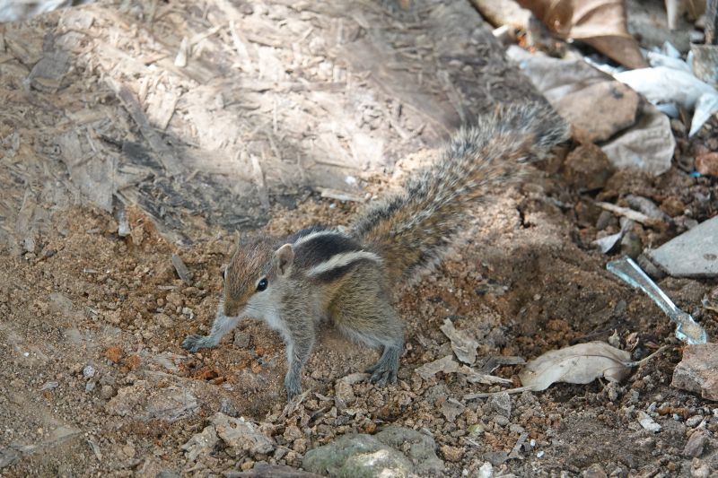 <i>Funambulus palmarum</i> (Three-striped Palm Squirrel)