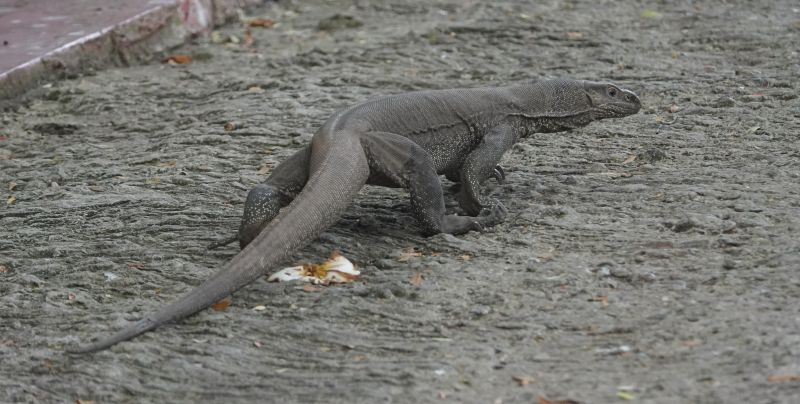 <i>Varanus bengalensis</i> (Bengal Monitor)