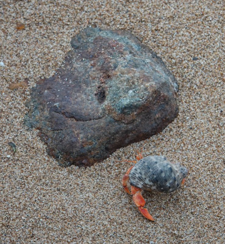 <i>Coenobita perlatus</i> (Strawberry Hermit Crab)