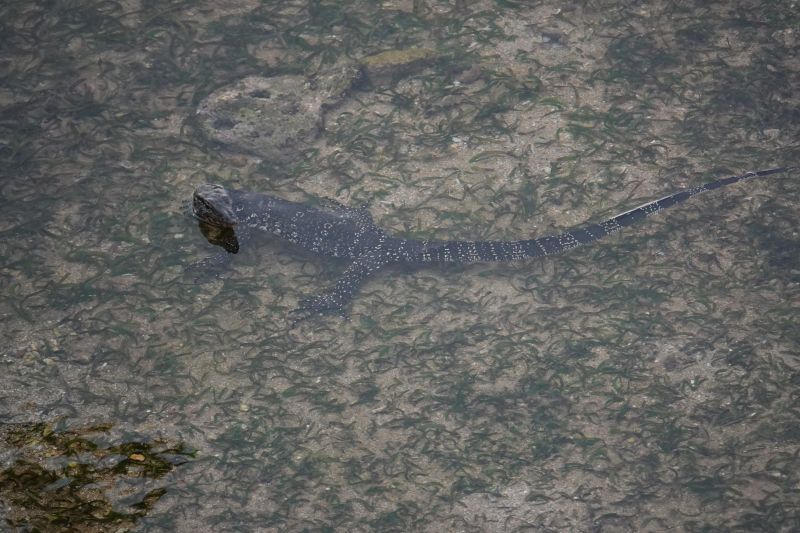 Viewing photos→2019→2019-02-02-2→78