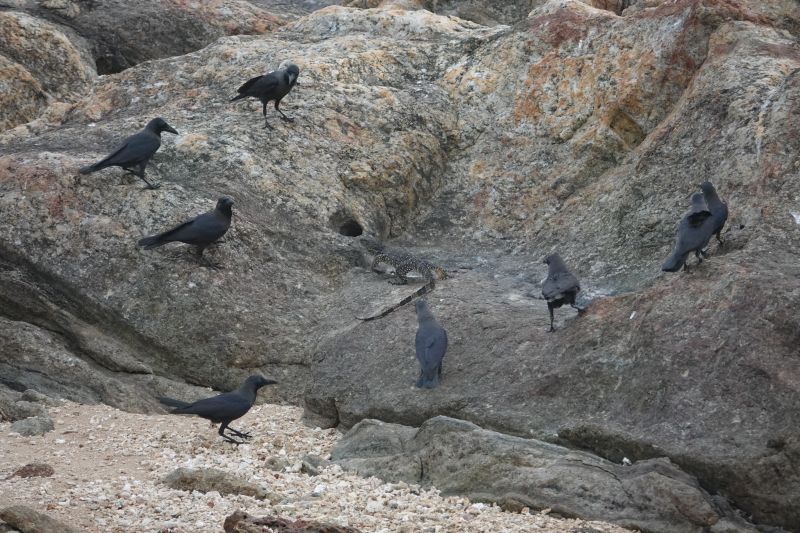 Viewing photos→2019→2019-02-02-2→82