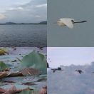 2019-02-03<br/>
<b>Tissamaharama (තිස්සමහාරාමය), Sri Lanka</b>
