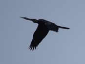 06.jpeg - 2019:02:03 12:26:35