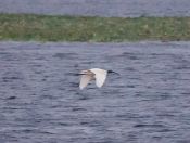 11.jpeg - 2019:02:03 12:31:41