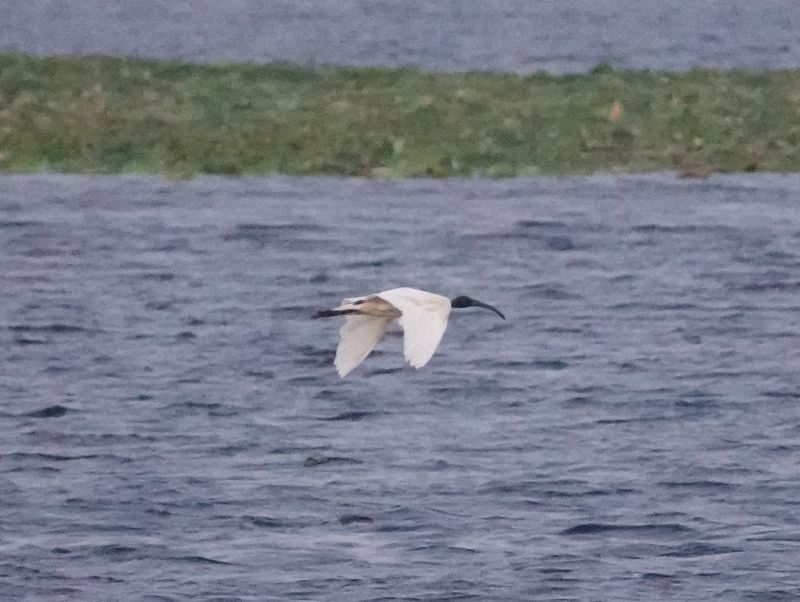 <i>Threskiornis melanocephalus</i> (Black-headed Ibis)