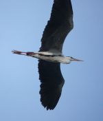 15.jpeg - 2019:02:03 12:34:05