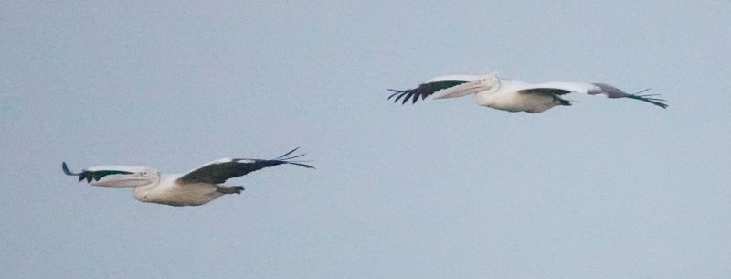 <i>Pelecanus philippensis</i> (Spot-billed Pelican)