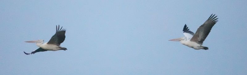 Viewing photos→2019→2019-02-03→23