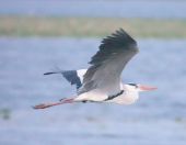 26.jpeg - 2019:02:03 12:45:33